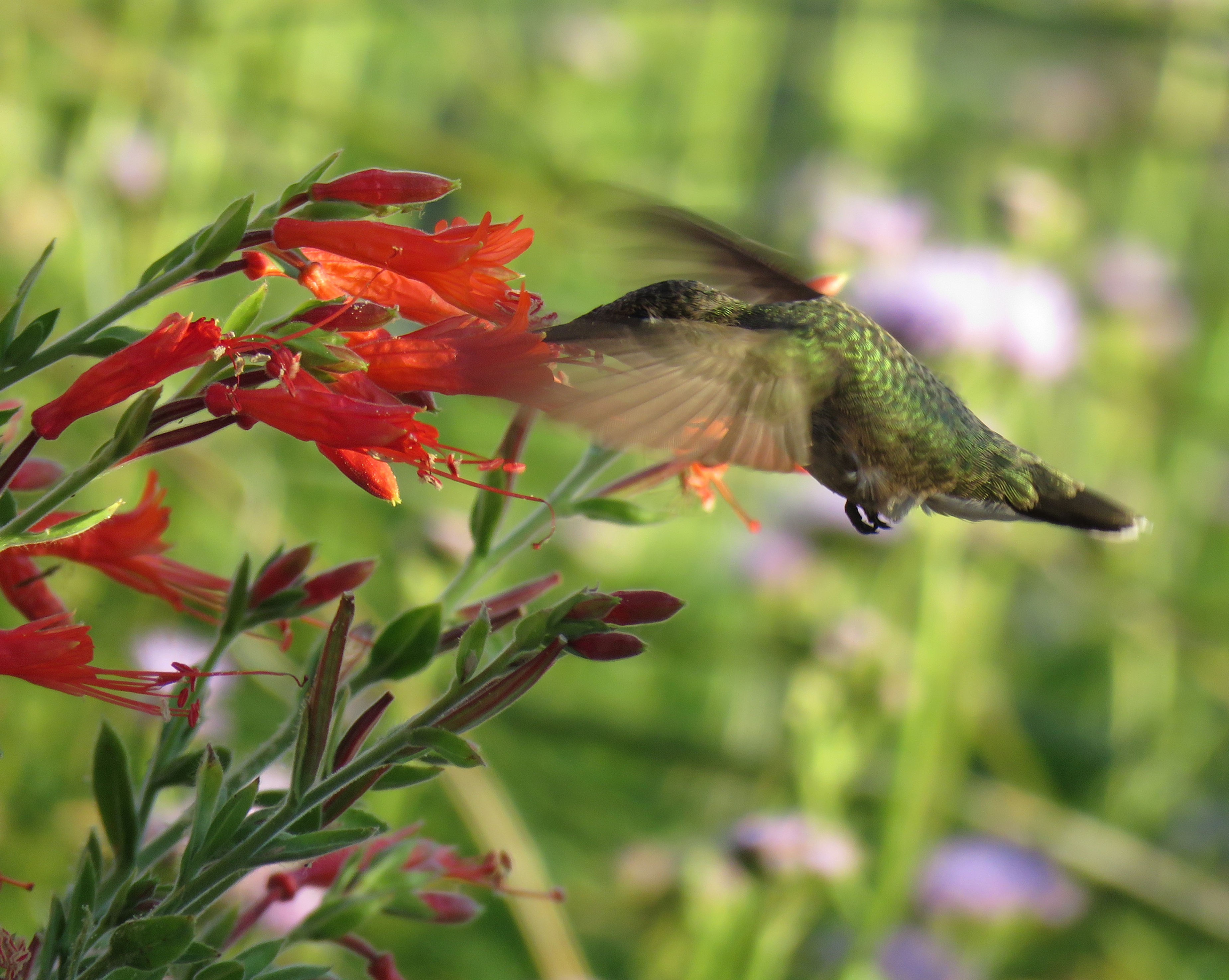 Hummingbird Trumpet, Epilobium canum, container plant