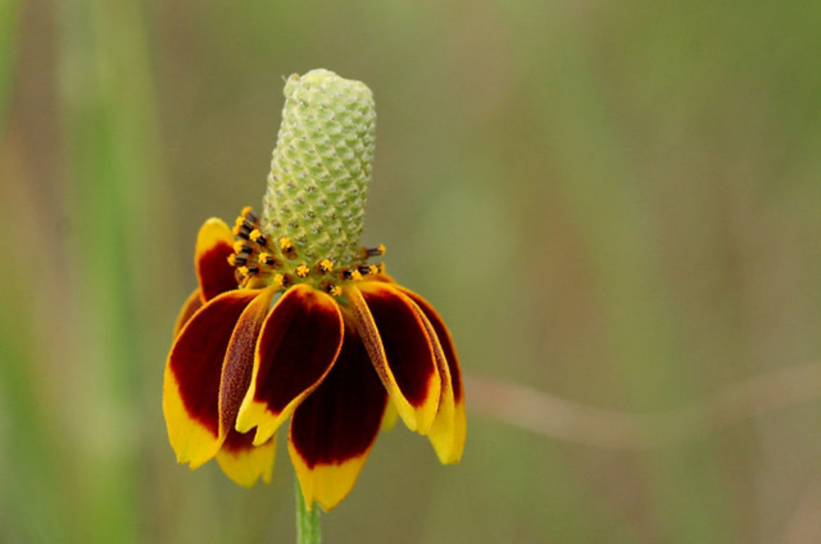 Prairie Coneflower, Ratibida columnifera, container plant
