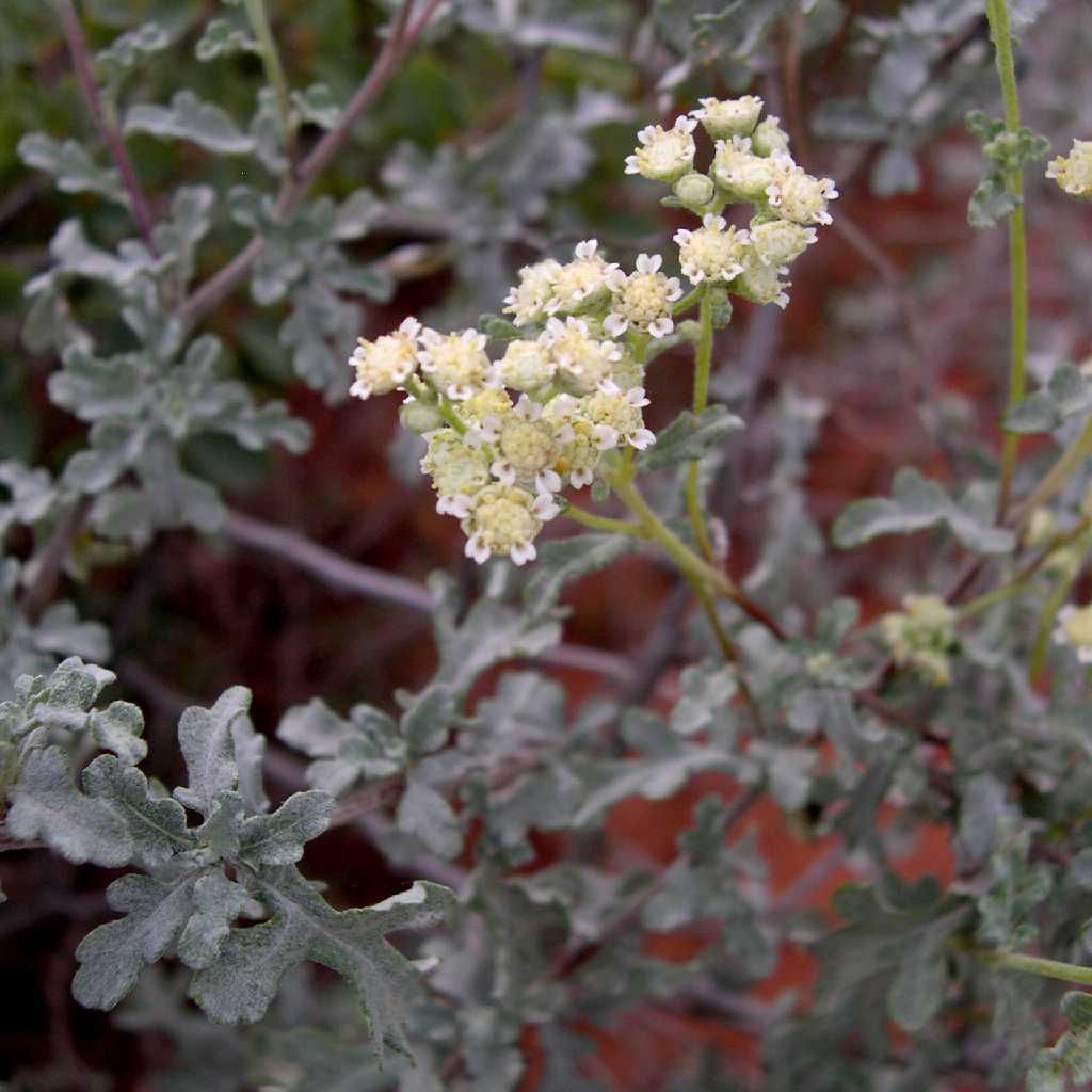 Mariola, Parthenium incanum, container plant