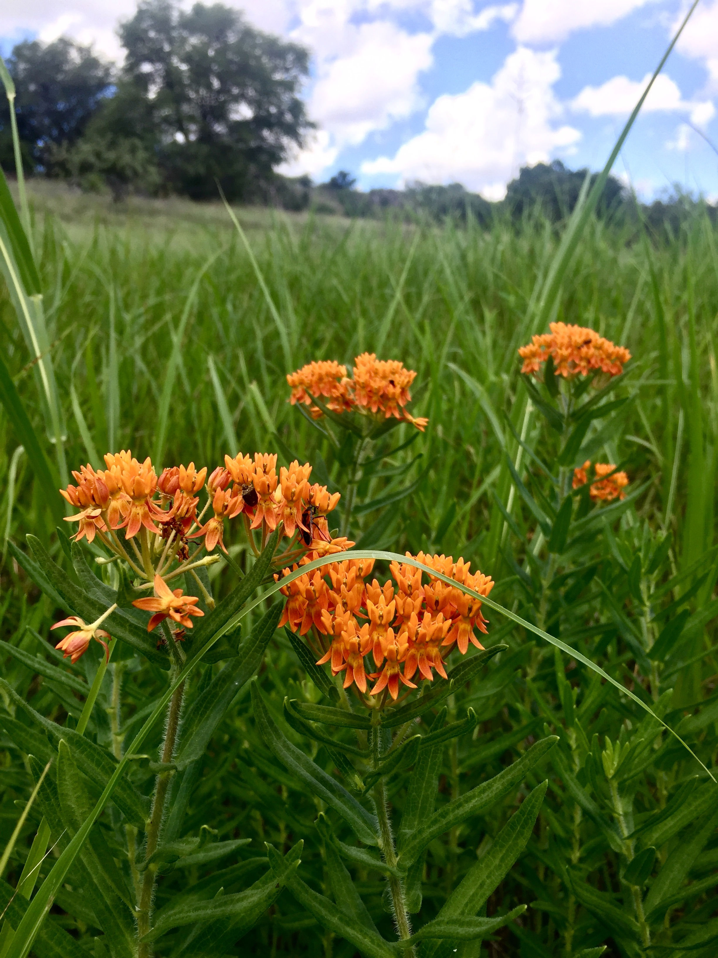 Butterfly Milkweed, Asclepias tuberosa, container plant