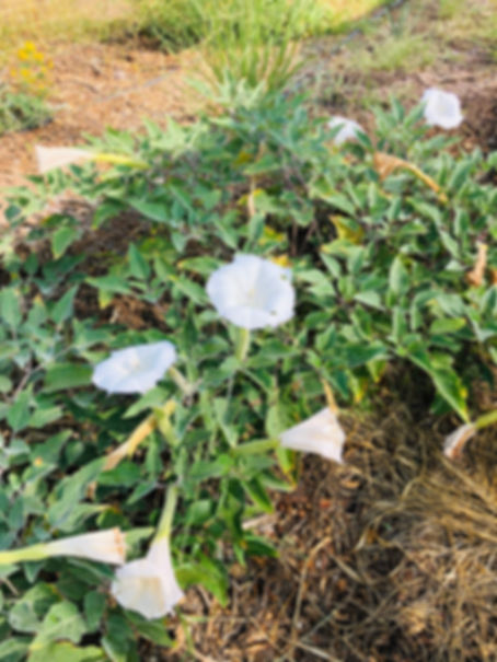 Jimson Weed Seed/Sacred Datura, Datura wrightii