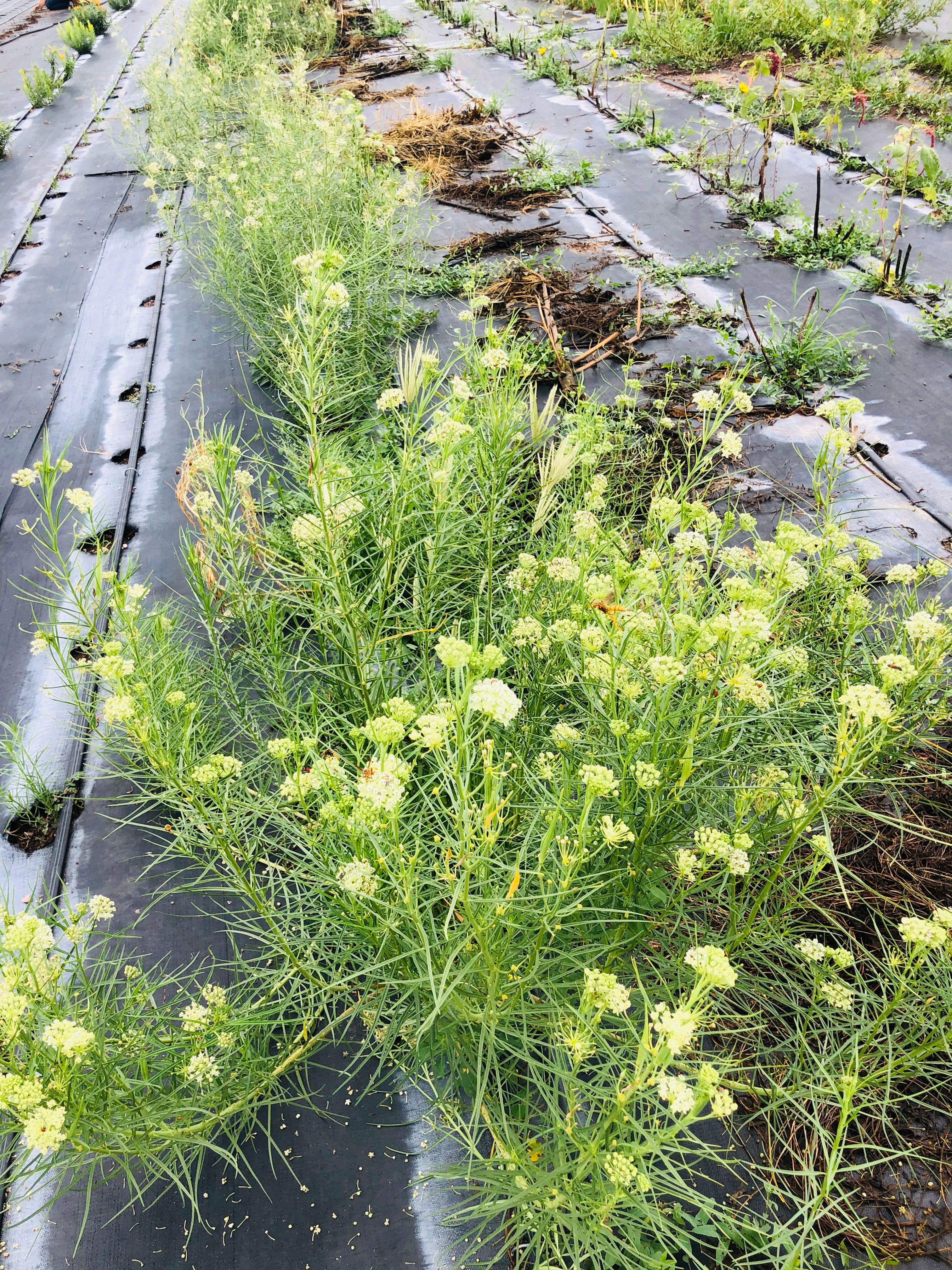 Horsetail Milkweed Seed, Asclepias subverticillata