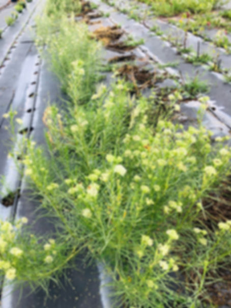 Horsetail Milkweed Seed, Asclepias subverticillata