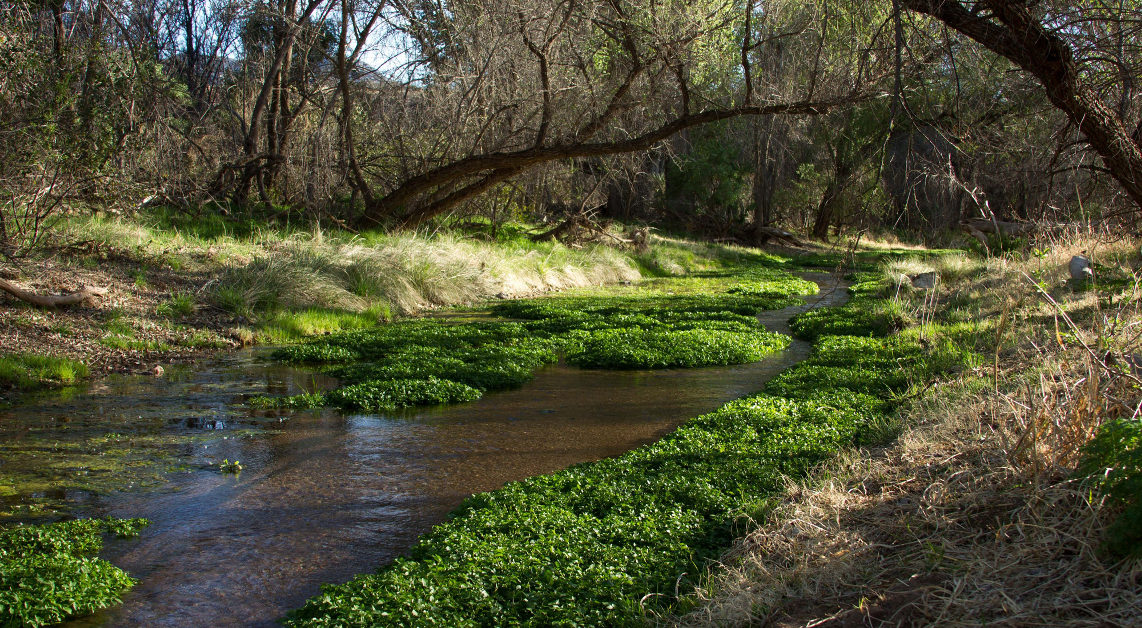 Sonoita Creek Grass Seed Mix