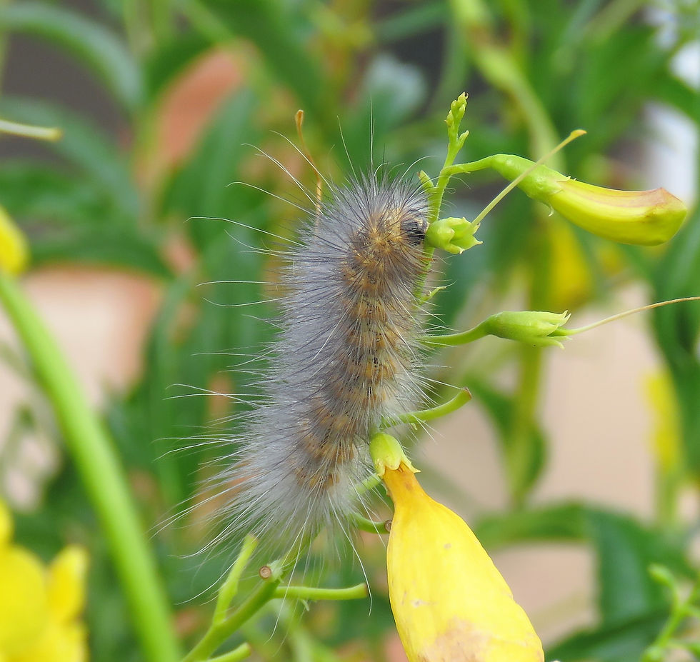 Thumbnail: Yellow Trumpetbush, Tecoma stans, container plant