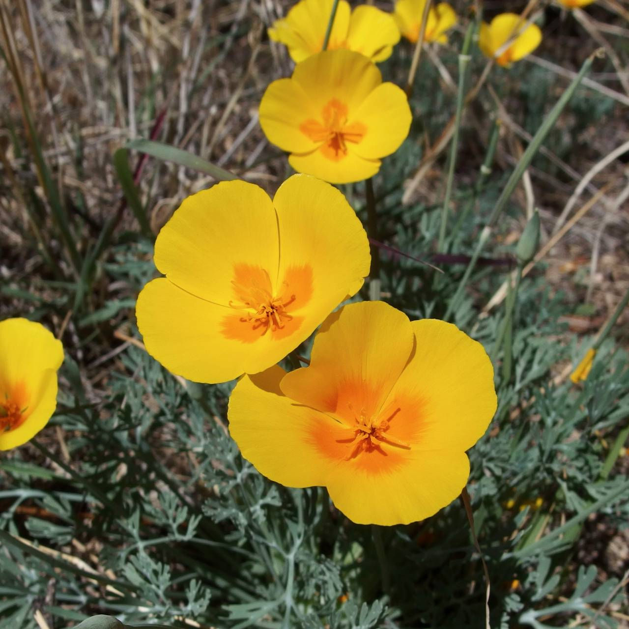 Mexican Golden Poppy Seed, Eschscholzia californica subsp mexicana