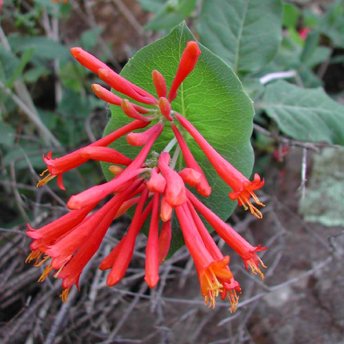 Arizona Honeysuckle, Lonicera arizonica, container plant Borderlands