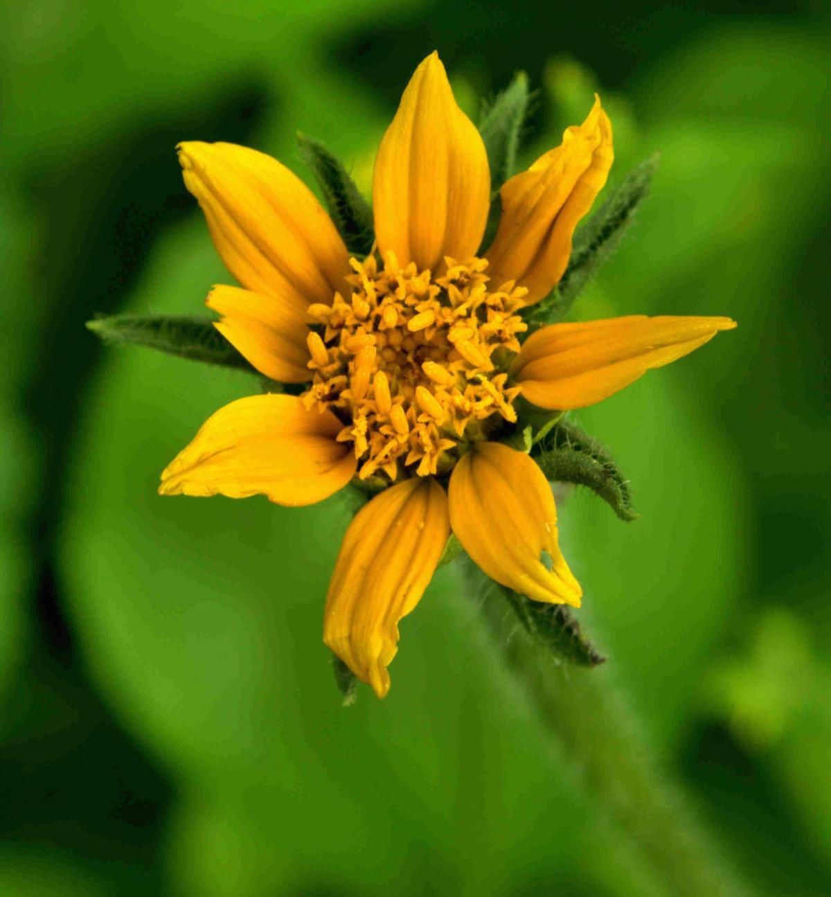 Arizona Sunflowerweed Seed, Tithonia thurberi