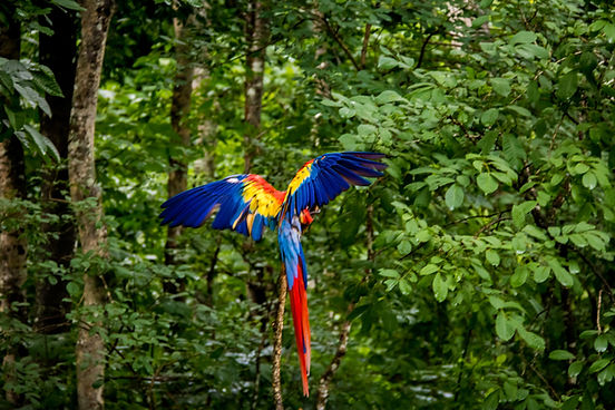 scarlet-macaw-flying-copan-honduras-2026-01-09-08-07-50-utc.jpg