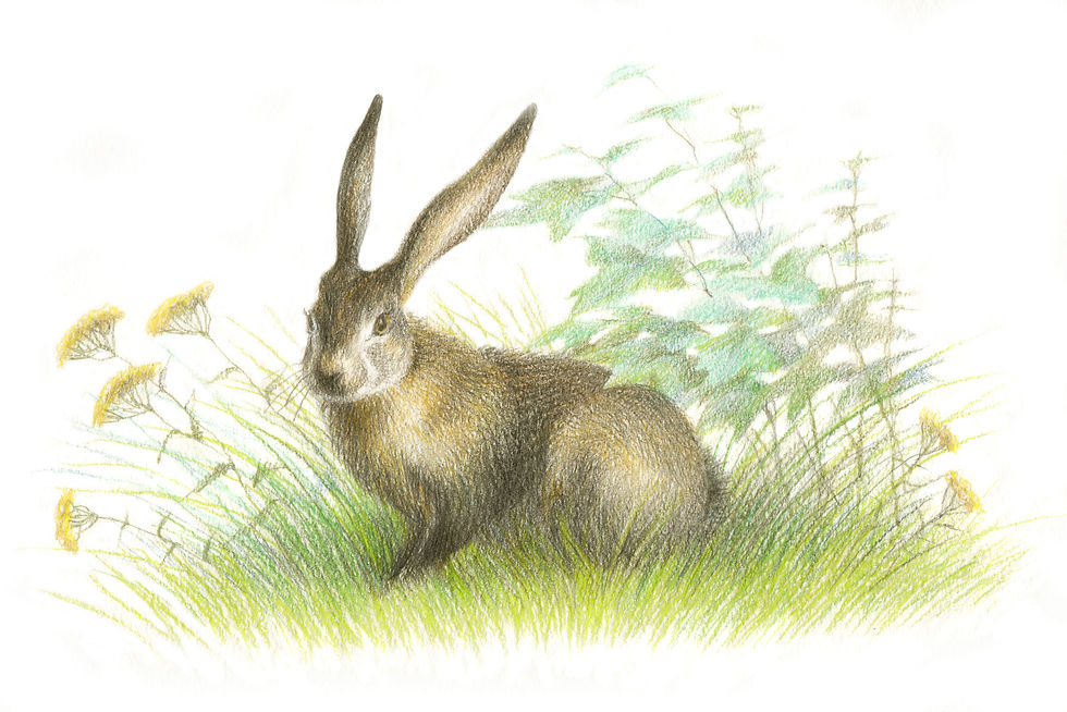 A Hare