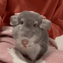 renny-chinchillagif.gif