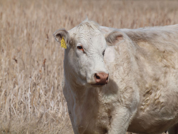 cow1.jpeg