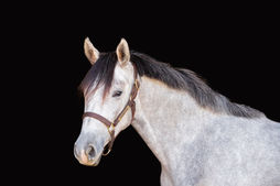 Ryan Pedigo Sport Horses