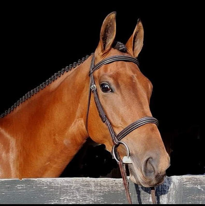 Look Ahead Sport Horses