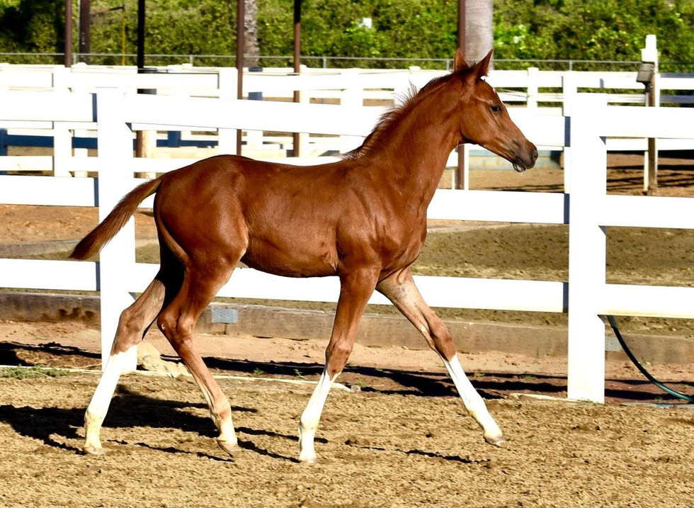 Ryan Pedigo Sport Horses