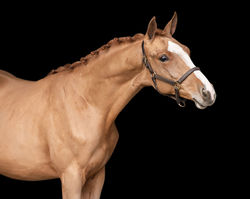 PF's Very Nice (Varsha)