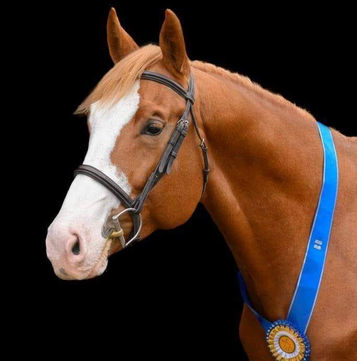 Beau Balou Approved Hanoverian Stallion