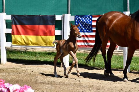 Unella PF, 2024 Foal at Ryan Pedigo Sport Horses