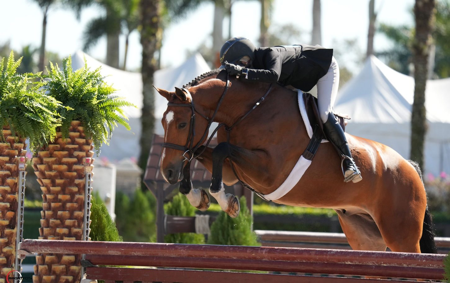 PF's Galant du Mesnil at WEF 