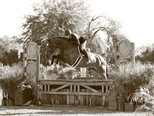 Ryan Pedigo Sport Horses Announces The Sale of Three Special Imported Sport Horses!