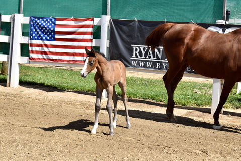Carniella PF, 2024 Foal at Ryan Pedigo Sport Horses
