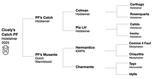 Cicely's Catch_pedigree.png