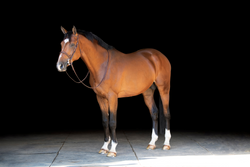 PF's Galant du Mesnil