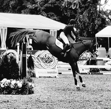 Beau Balou Approved Hanoverian Stallion
