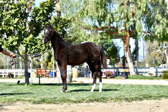 Ryan Pedigo Sport Horses
