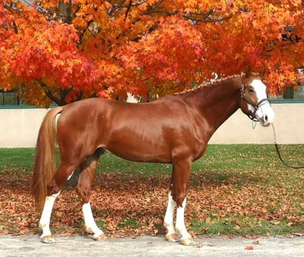 Beau Balou Approved Hanoverian Stallion