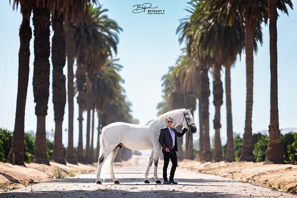 SALES Ryan Pedigo Sport Horses California