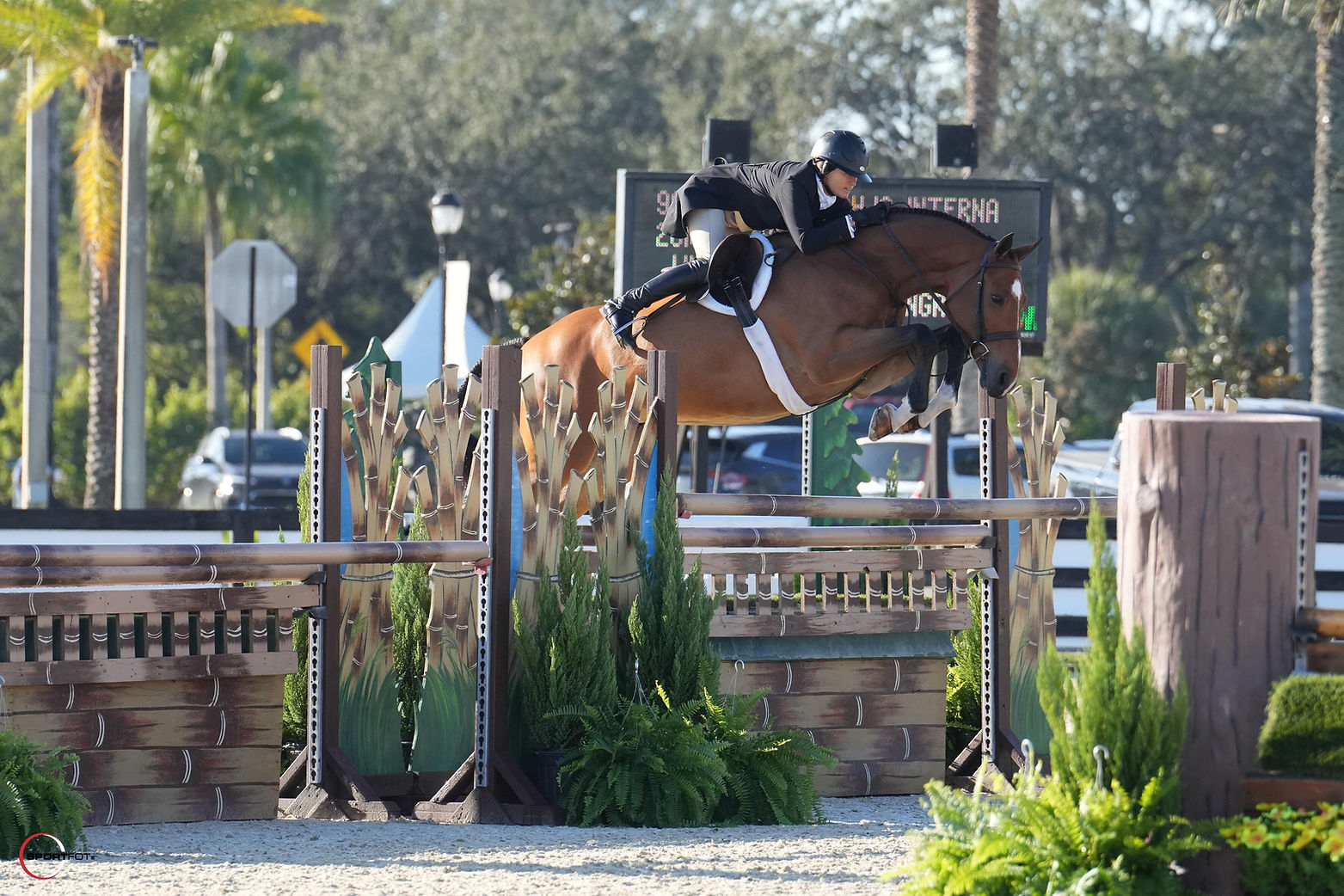 Ryan Pedigo Sport Horses