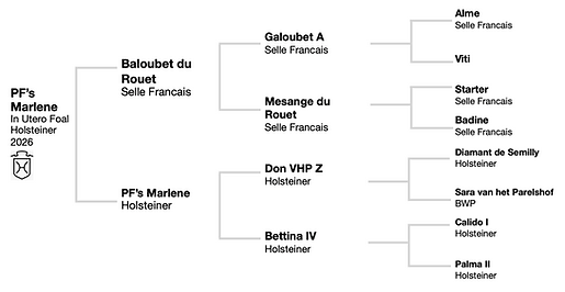 Marlene 2026 Foal Baloubet_pedigree