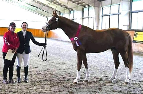 Beau Balou Hanoverian Stallion
