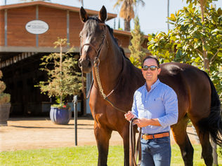 PF's Diamo Blue Stallion Featured