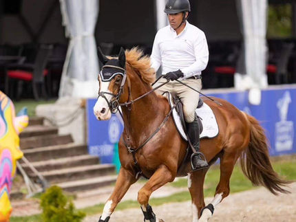 Beau Balou Approved Hanoverian Stallion