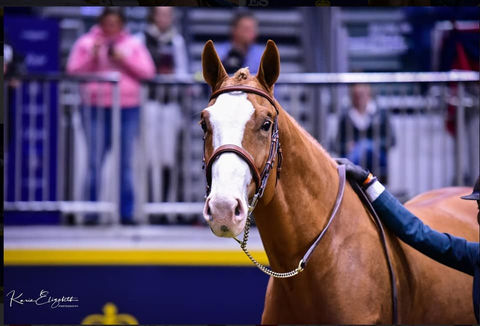 Beau Balou Hanoverian Stallion