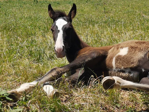 Tigger colt by Beau Balou