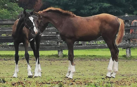 Beau Balou Offspring