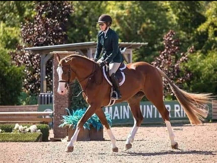 Beau Balou Approved Hanoverian Stallion