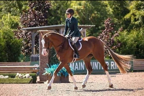 Beau Balou Approved Hanoverian Stallion