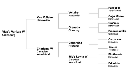 Mare_pedigree_Vanizia.png