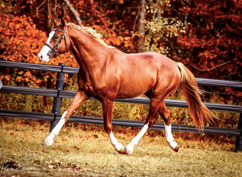 Beau Balou Hanoverian Stallion