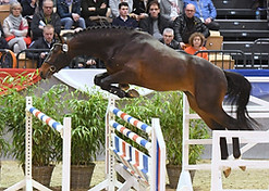 Diacont stallion.jpg