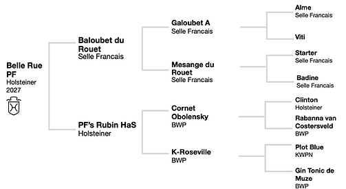 Belle Rue_pedigree.png