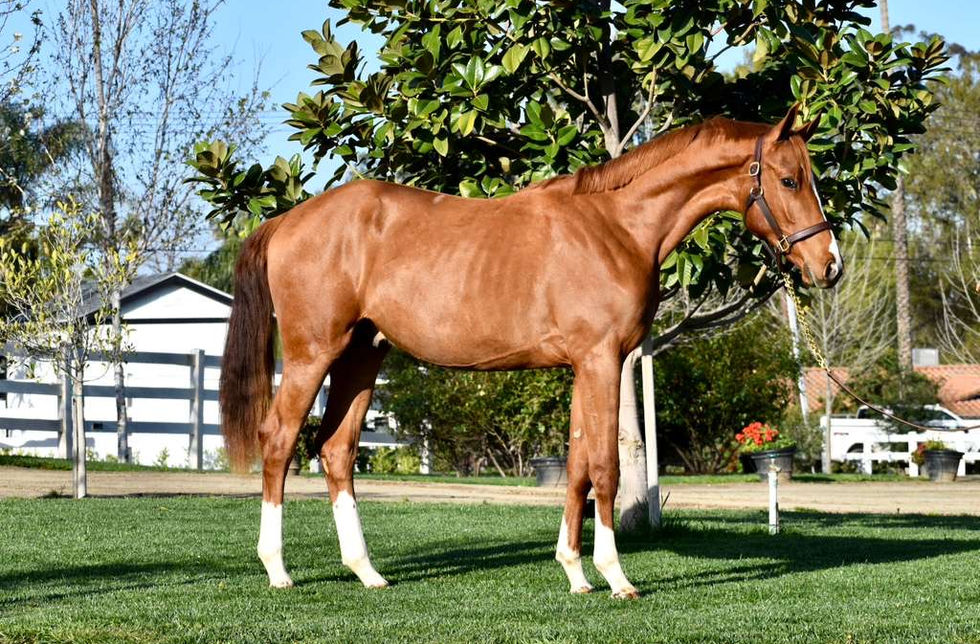 Ryan Pedigo Sport Horses