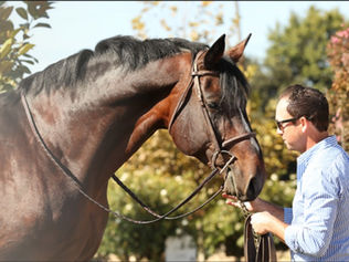 We Thank Warmblood Stallions of North America