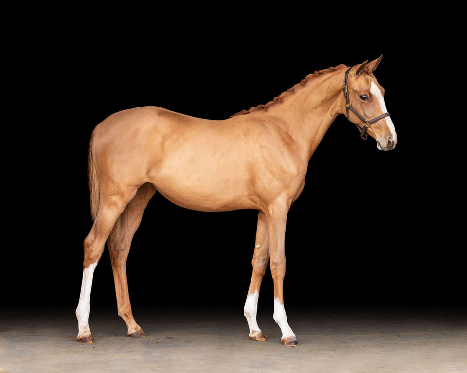 Ryan Pedigo Sport Horses