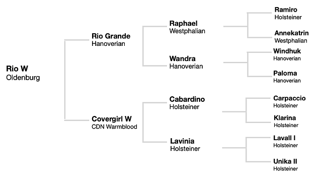 Rio_pedigree.webp