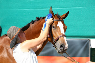 Ryan Pedigo Sport Horse Champions